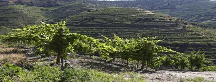 Jovens Agricultores: Abertura de candidaturas ao apoio à plantação de vinha